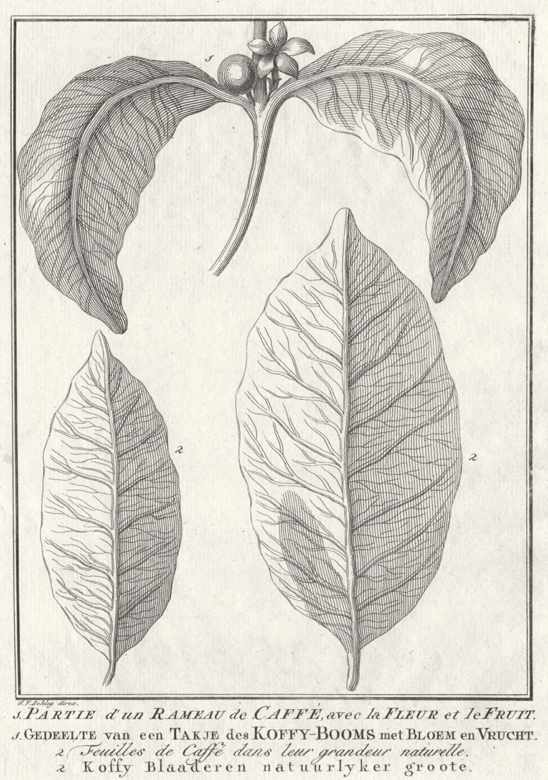 'Partie d’un Rameau de Caffé'. Coffee tree plant flower fruit leaf. SCHLEY 1756